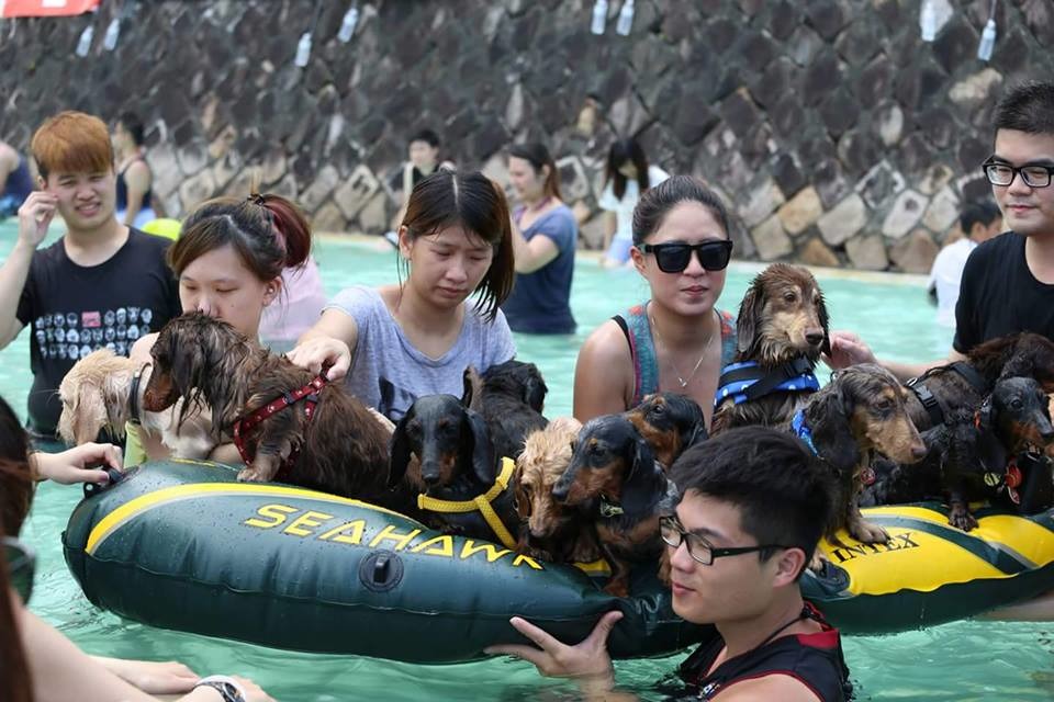 臘腸家族超團結！　潘聖文/提供