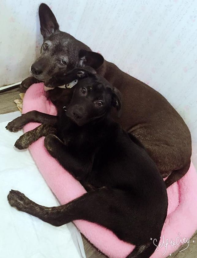 Emily家的老犬菲菲很對調皮過動的小海獺表示無奈。　Emily/提供