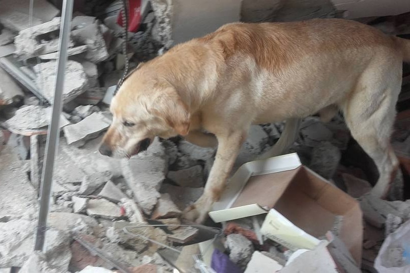 厄瓜多搜救犬「Dayko」救出7人後，因過勞殉職。  取自Cuerpo De Bomberos Ibarra Ibarra臉書