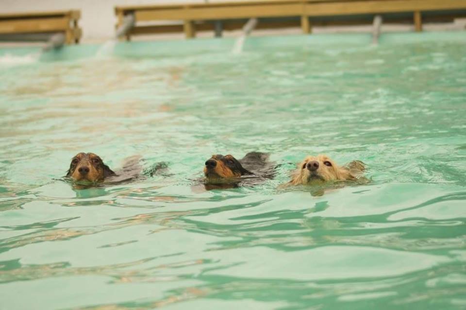 腸爸腸媽們，別忘了帶你家的臘腸，和這三隻水中蛟腸比拚泳技！　潘聖文/提供