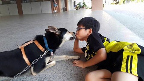 超仁除了偶爾會翹家外,非常親人討喜。 取自大仁國中校犬專區