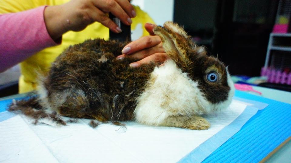 受難兔子一臉驚恐。　台北市愛兔協會/提供