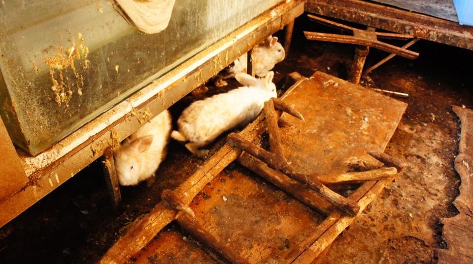 兔子長時間在危險的環境下求生存。　台北市愛兔協會/提供