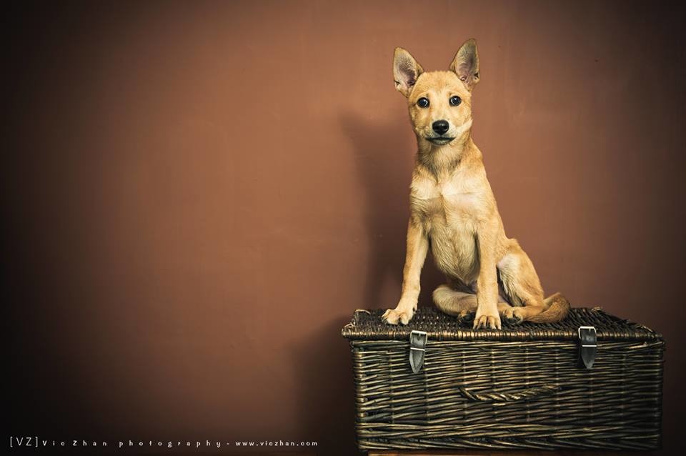 上傳美麗照片，總能吸引許多人分享狗兒送養資訊。  Photography VIC/提供