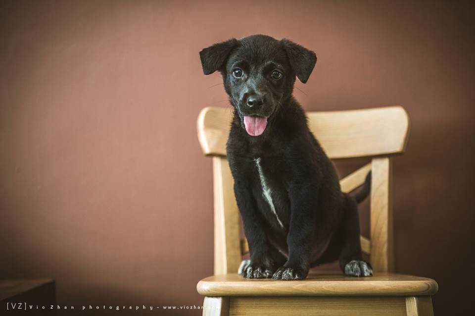 貝貝成立攝影工作室，拍了一系列待送養的浪犬照。  Photography VIC/提供