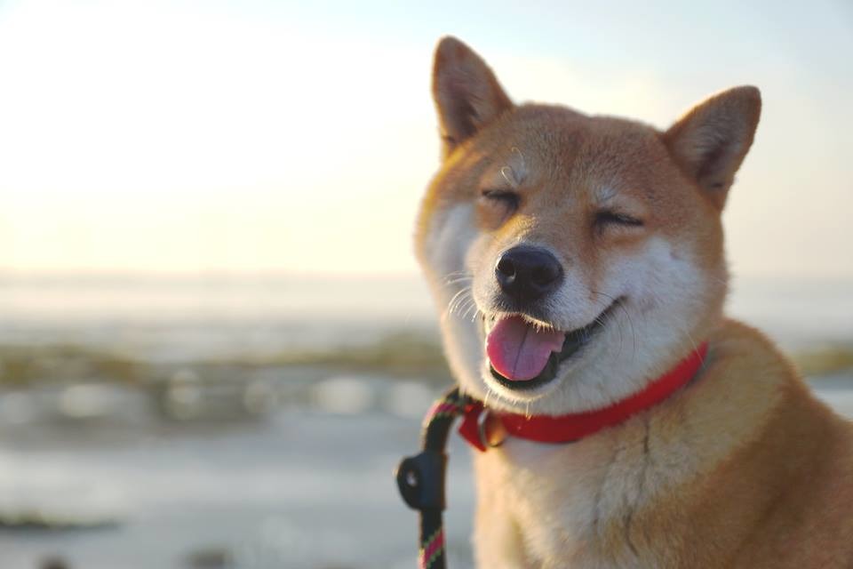 EE外型、個性都非常討喜。　陳俊穎/提供