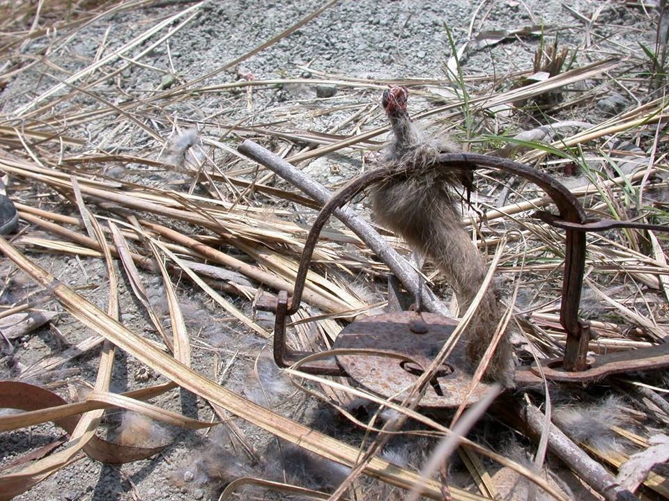 被隨意設置在森林、農田、草地的獸鋏是動物的殺手。　野生動物追思會/提供