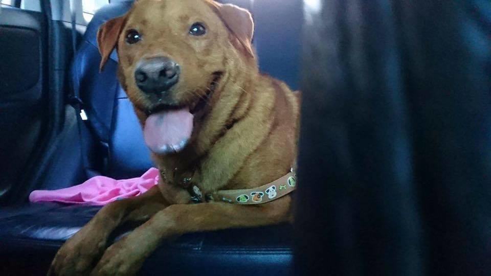 蛋黃被從新竹收容所帶出來後,臉上重新露出憨厚的笑容。 取自等你伸手牽住蛋黃York