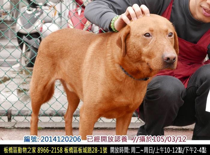 蛋黃外型威武。圖為板收志工為蛋黃拍攝的認養照。 取自等你伸手牽住蛋黃York