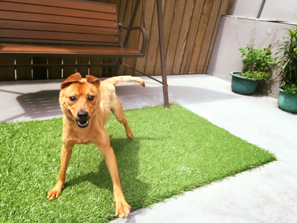 東東以前長期被短短的鐵鍊束縛在家門口，現在每天都在Very旺開心的橫衝直撞。　取自Very旺寵物精品旅館 Very Want Pet Hotel