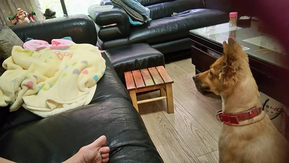 拉奇很會顧小孩呦! 葉小姐/提供