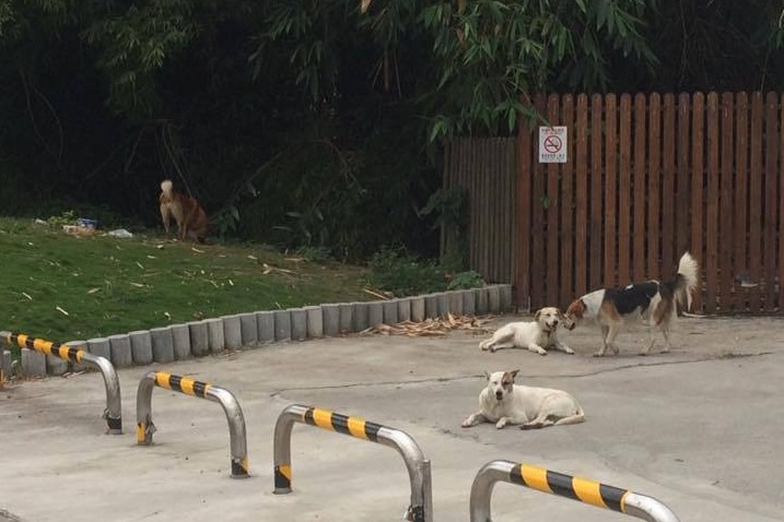 中興大學校內流浪犬隻不親人，但也不主動攻擊。  中興大學關懷生命社/提供