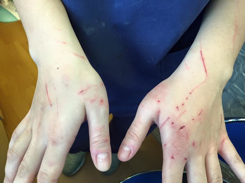 飼主如果更小心一點，獸醫師就不用遭受這樣的無妄之災。　綠樁動物醫院/提供