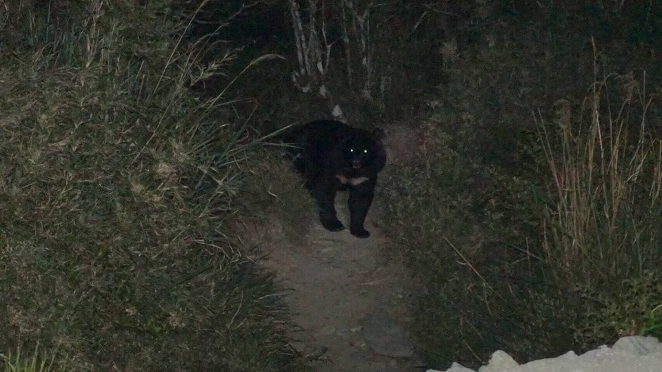 台灣黑熊數量稀少，即使是資深山友都不見得親眼看過台灣黑熊，但如果巧遇黑熊的代價是用破壞黑熊生活習性來換取的，這樣值得嗎？　取自台灣黑熊保育協會