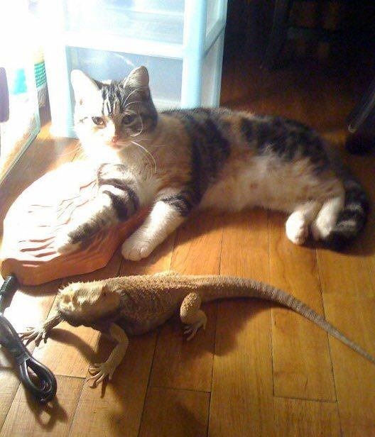 寧寧(後)和蜥蜴(前)。　林瑪黛/提供