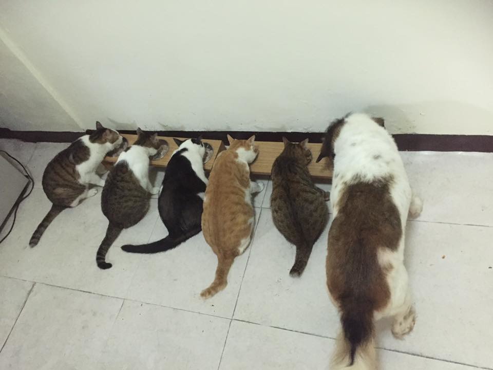 小鈴鐺家中的5貓1狗。咦！狗狗好像被貓同化了！　小鈴鐺/提供