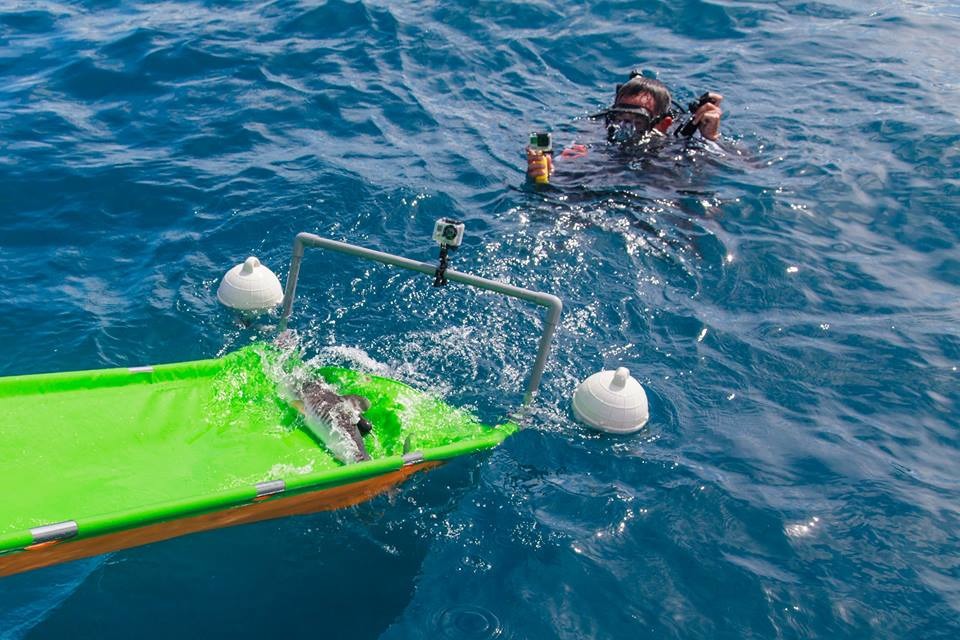 回到大海後,要好好生活,不要再像媽媽一樣游進定置漁網囉! 鍾家榮/攝