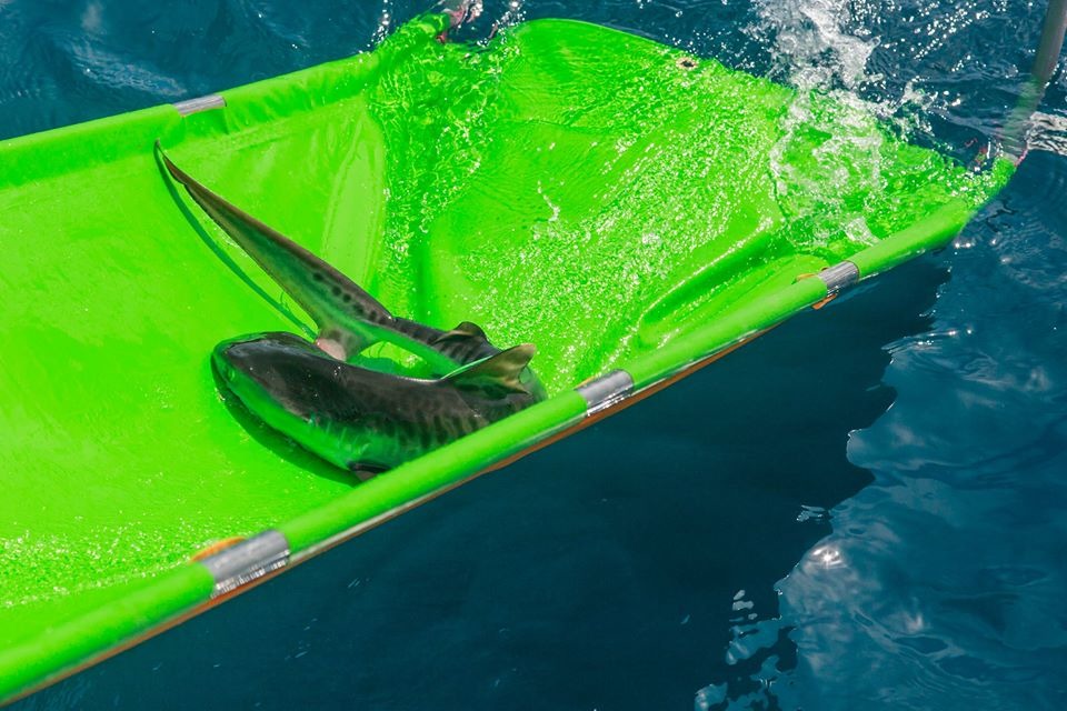 回到大海後,要好好生活,不要再像媽媽一樣游進定置漁網囉! 鍾家榮/攝