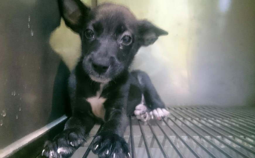 現在寵愛水族店內有3隻小黑狗待領養。　取自寵愛水族