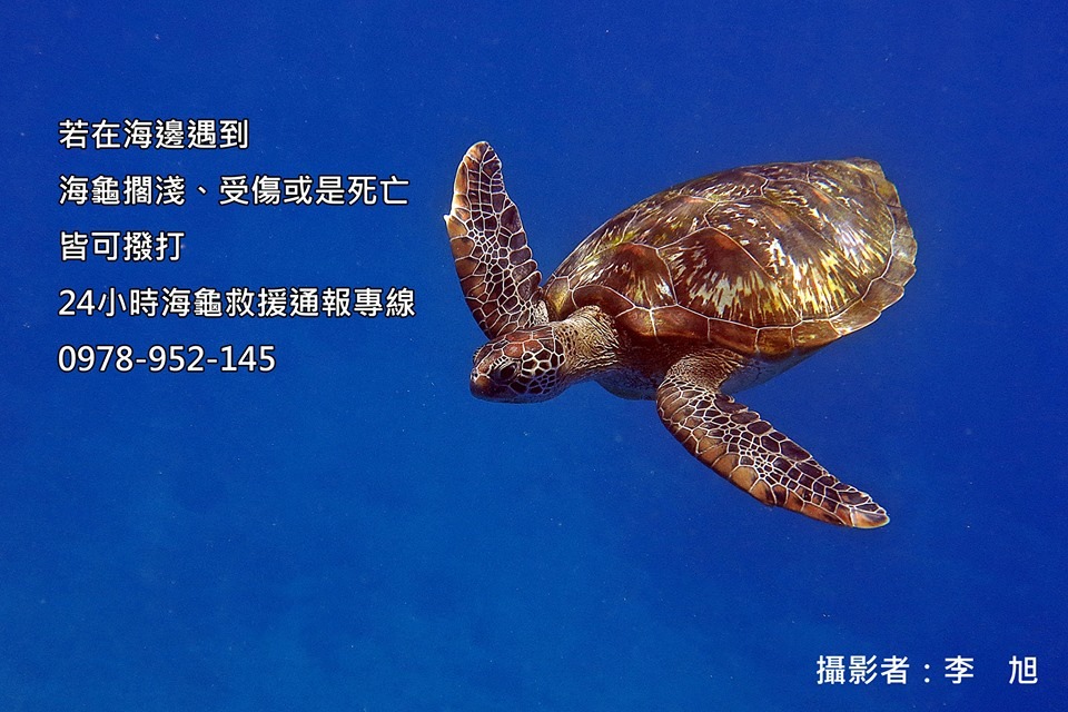 擱淺的海龜多半已經病弱，更可能已有嗆傷，千萬不要直接把牠拋回海裡。　海洋生態暨保育研究室/提供