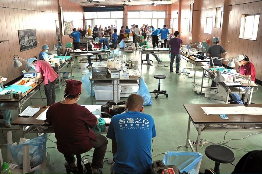 台灣之心愛護動物協會以絕育為首要目標，透過下鄉絕育的機會傳達正確飼養觀念。  毛頭/提供
