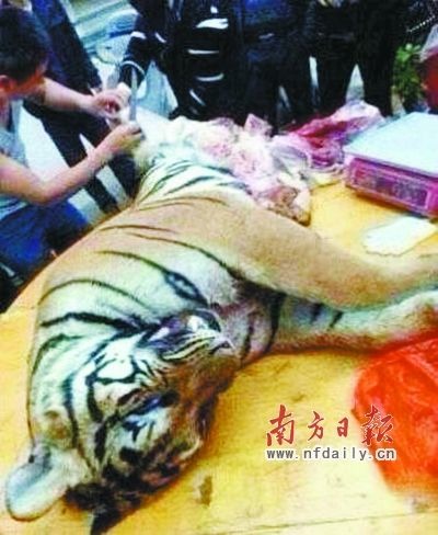 近日中國傳出宰殺老虎的消息，其行徑慘無人道。 取自網路