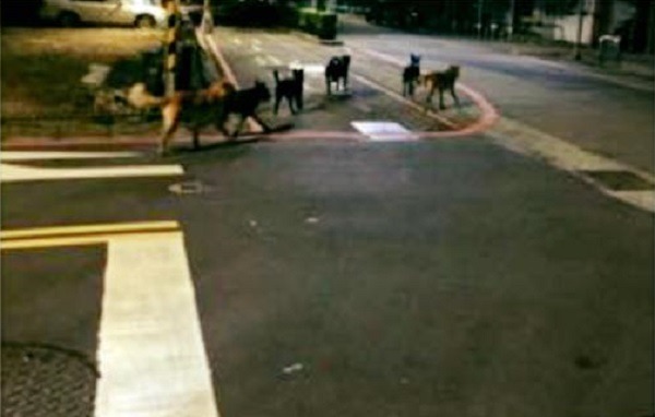 犬隻成群結隊出沒，且身材精壯。　取自台北貓慘案 全民來報案　