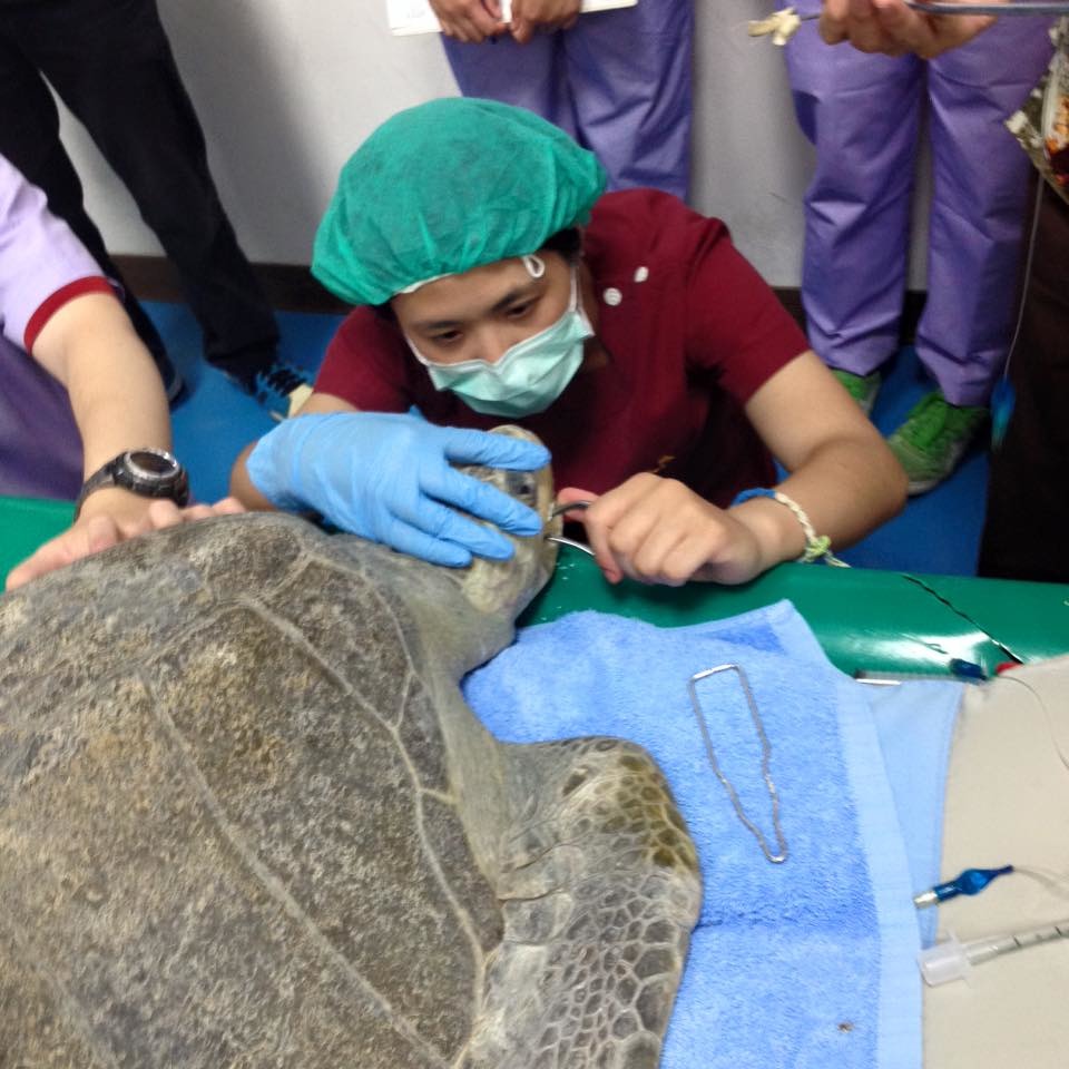 圖為此次送往海生館的其中一隻海龜「澳洲」。　取自海洋生態暨保育研究室