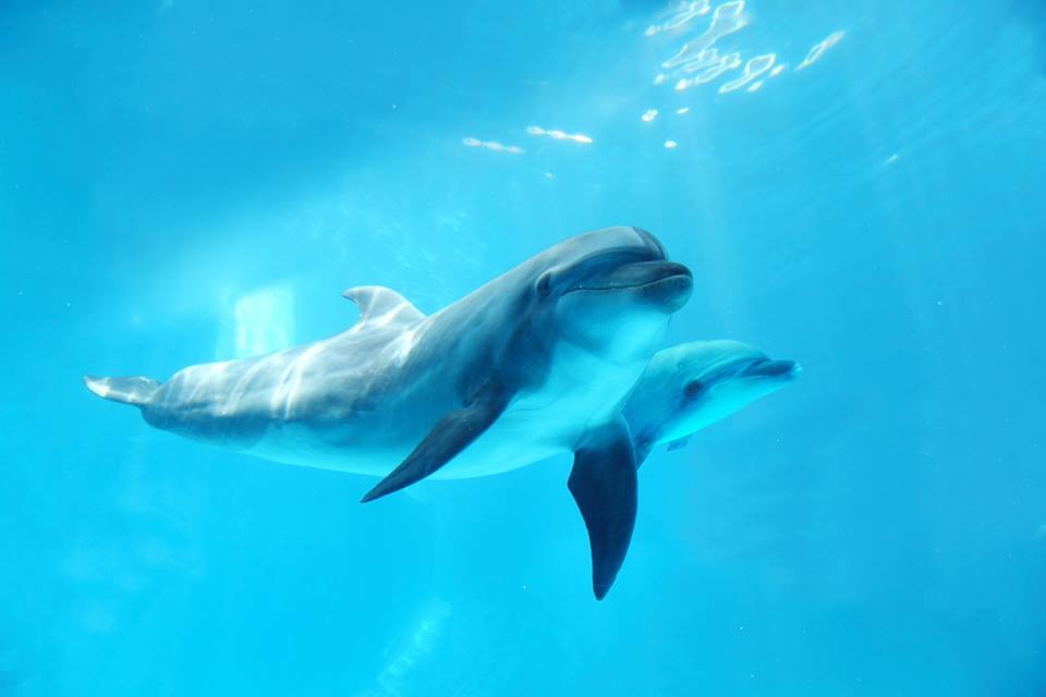 遠雄海洋公園在去年七月多了一隻公的小海豚。　取自遠雄海洋公園