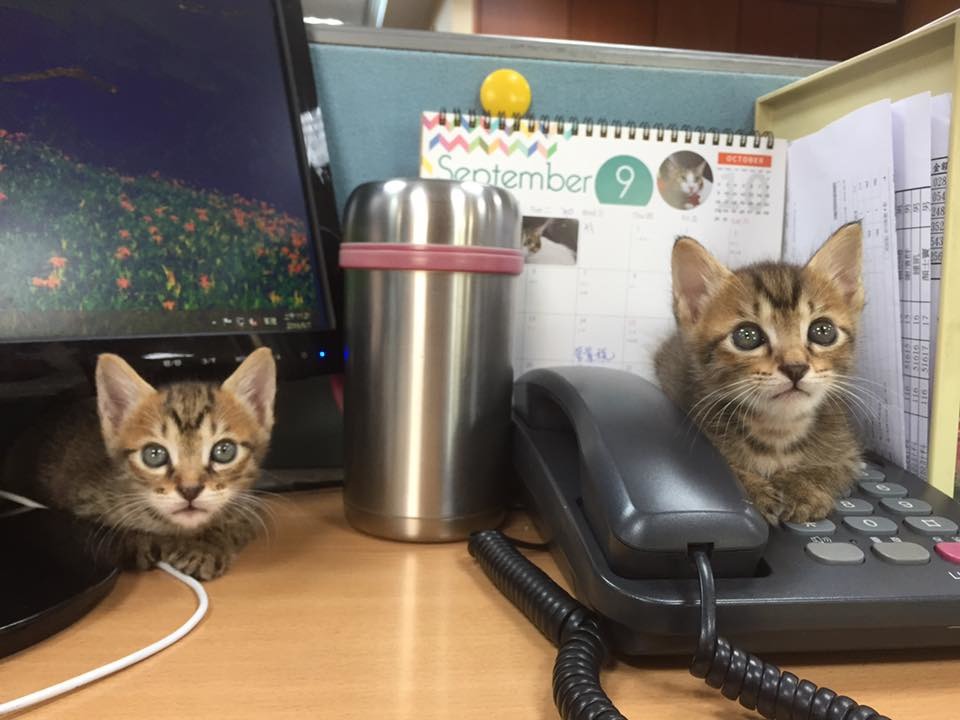 小鈴鐺的公司長年義務中途、送養浪貓，因此公司中時時有貓咪「陪辦公」。　小鈴鐺/提供