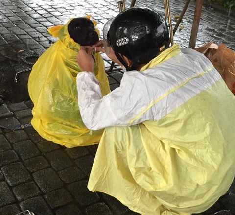 中途哥哥幫加加穿雨衣的照片在網路上引起極大迴響。　雲林縣關懷動物協會/提供