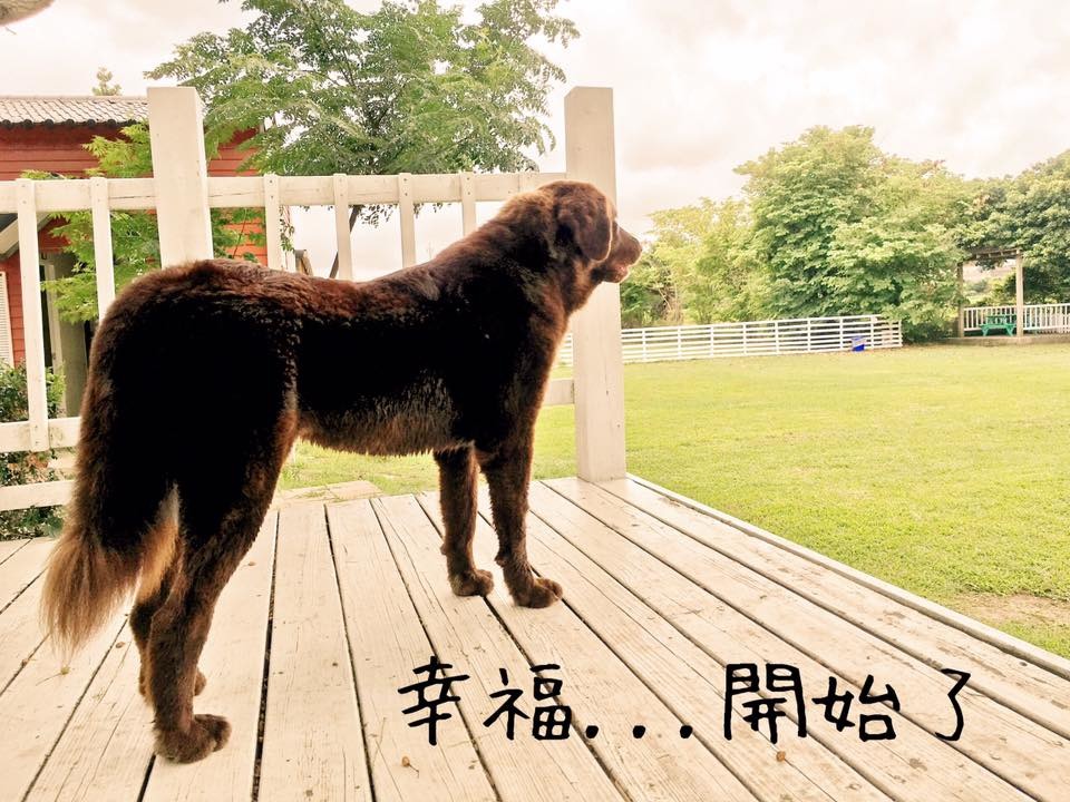 網路上有許多狗友社團，社團中的狗友們常因愛屋及烏，會對和自家毛孩同品種落難狗狗出手相助，協助牠們開始新生活。拉拉隊的成立背景也是如此。　取自拉拉隊