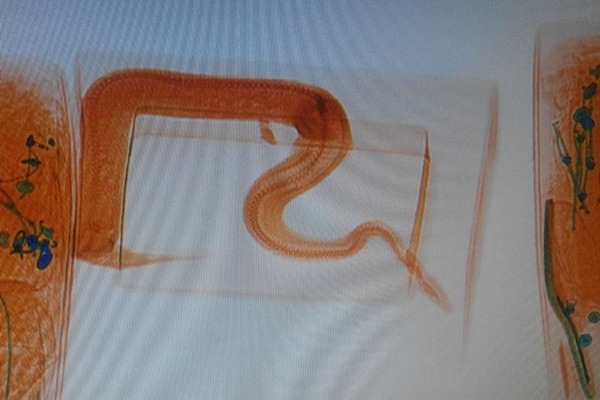 在箱子裡的蟒蛇逃不過機場安檢,在X光照射下現出原形。 航空警察局台北分局/提供