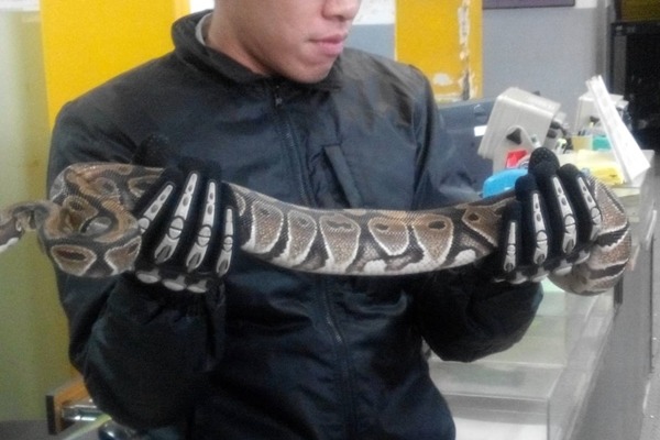 貨物當中出現蟒蛇，嚇得安檢人員趕緊取出檢查。　航空警察局台北分局/提供