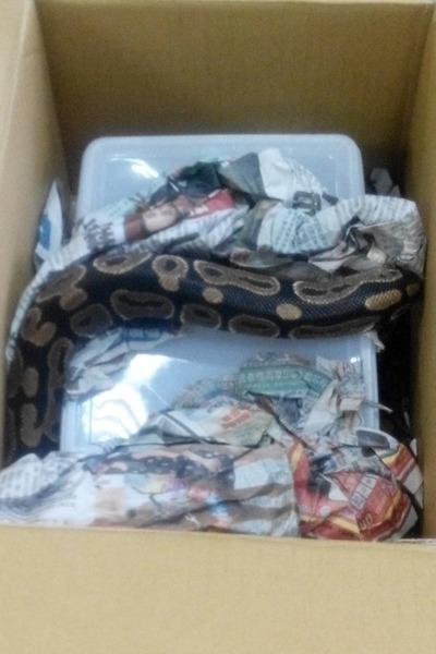 一名大學生想帶寵物蟒蛇回澎湖,異想天開把蟒蛇裝箱交寄貨運。 航空警察局台北分局/提供