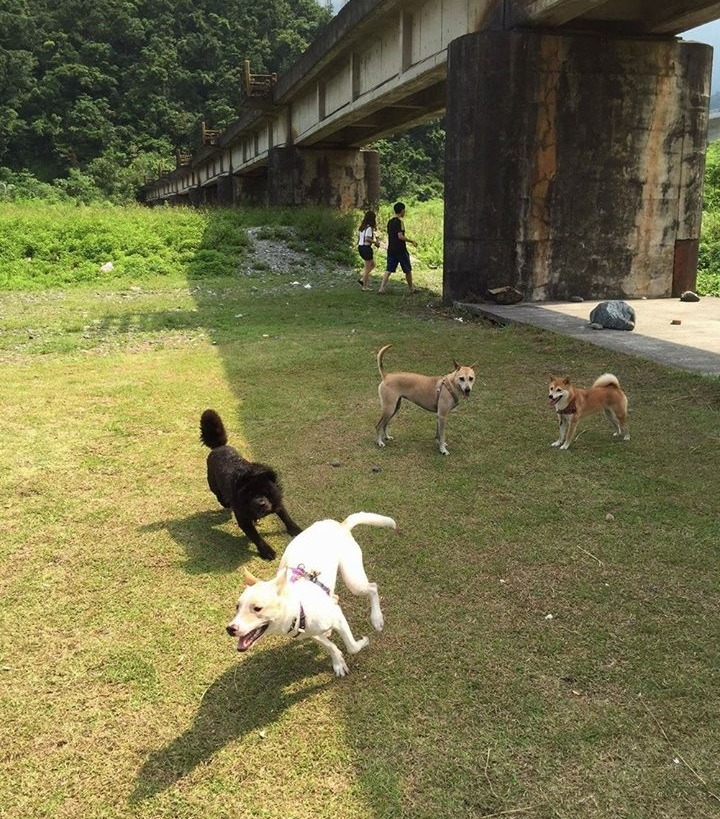 毛孩愛跑跑。　張薇甄/提供