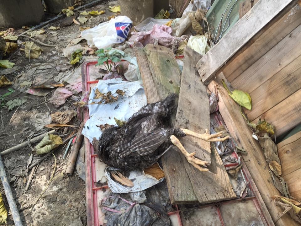 場內雞屍未妥善收拾,被隨意棄置。 桃園市推廣動物保護協會/提供
