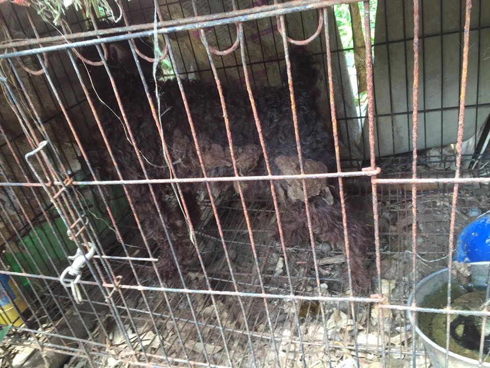 這隻貴賓犬的長毛早已嚴重打結，沾滿穢物，看得出許久未經整理，皮膚狀況怎麼可能會好呢？　桃園市推廣動物保護協會/提供