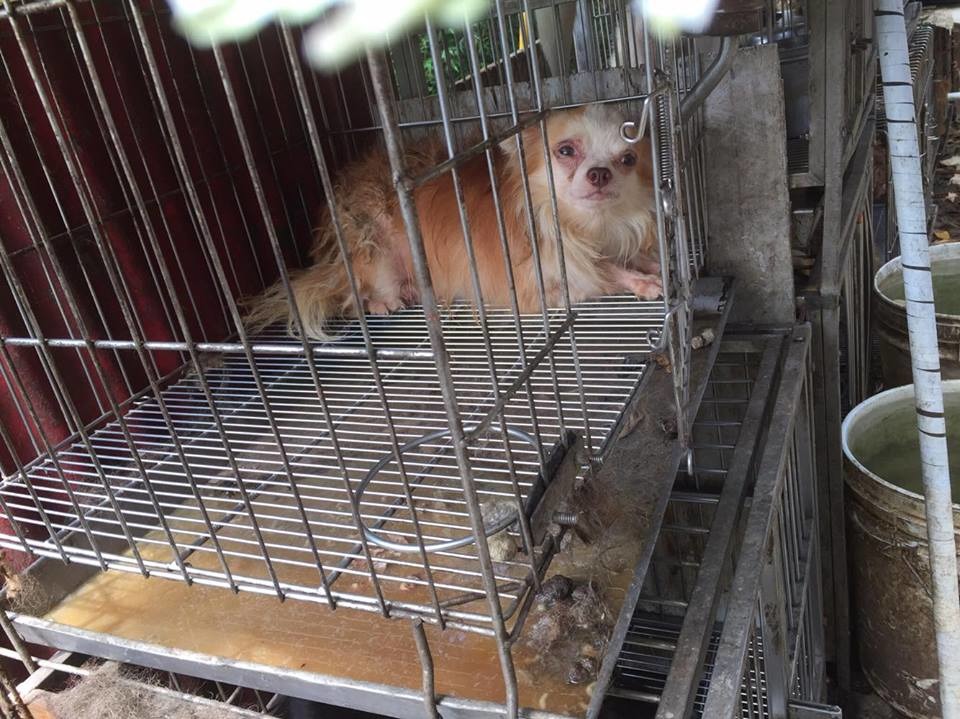 犬隻毛髮糾結,皮膚、精神狀況不佳,小鐵籠內沒有飲水。桃園市推廣動物保護協會/提供