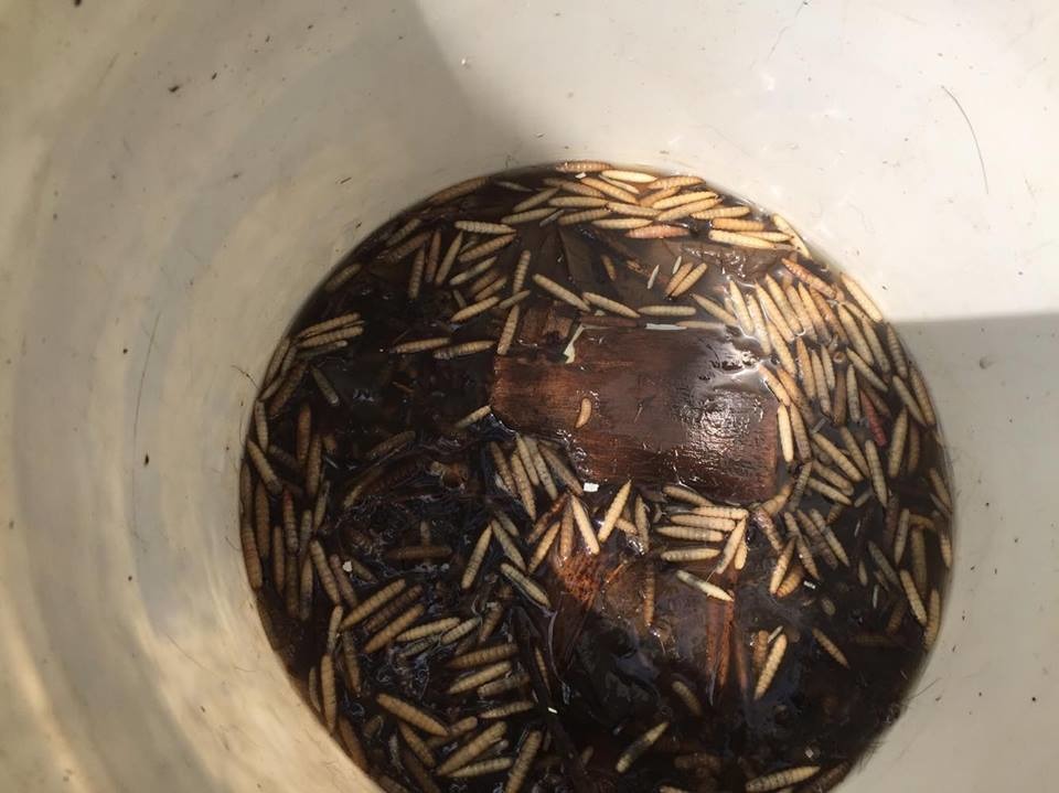 地上放置的大水桶內飄滿蛆,飼主稱這是在自製堆肥。 桃園市推廣動物保護協會/提供