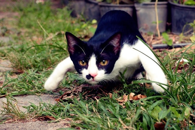 貓咪會捍衛自己的地盤，多貓家庭要注意資源分配的問題。　Flickr_ Vee Satayamas