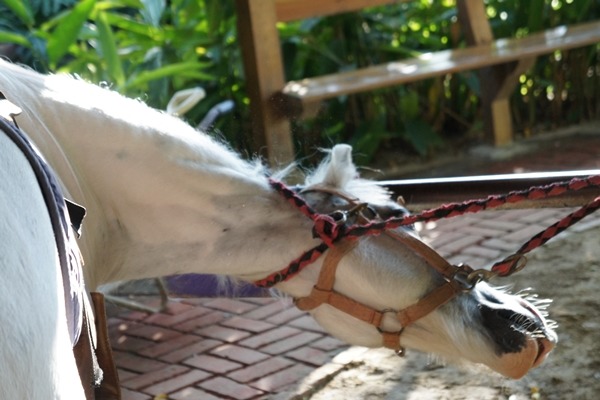 「展演動物業設置及管理辦法」草案出爐，經營動物展演須申請執照。　TSPCA、動平會/提供