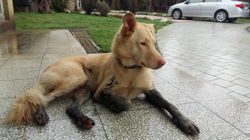 雞蛋黃愛趴在辦公室門口。　安東尼/提供