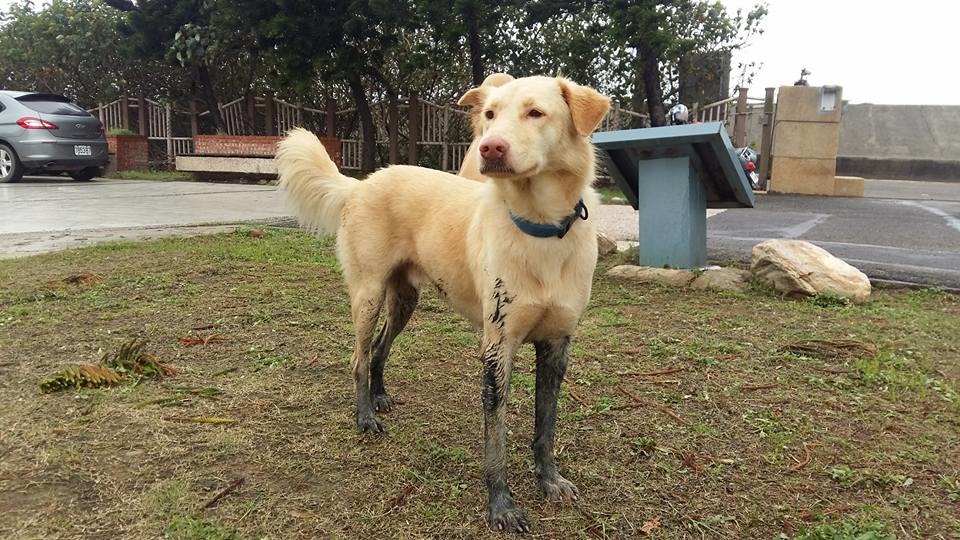 圖為玩得全身髒兮兮但看起來得意洋洋的雞蛋黃。　安東尼/提供