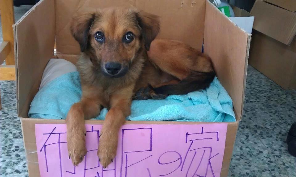 布朗尼小時候的樣子就非常可愛。　Vanessa Lin/提供