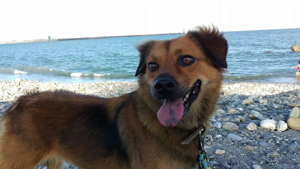 老師帶布朗尼去海邊玩。　Vanessa Lin/提供