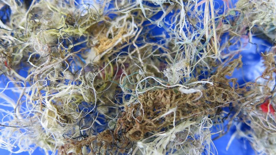海龜分辨不出海藻和魚線，常把魚線吃進肚。　取自海洋生態暨保育研究室