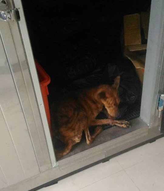 放置犬屍的冷凍庫內居然有活犬,讓目擊民眾嚇一大跳。 取自王春金