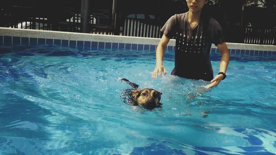 療癒犬Candle下班後游泳去。　取自與狗相癒－療癒犬心理工作室