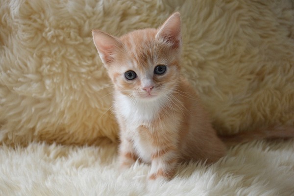 澳洲動保團體和Uber合作推出一日貓咪到府療癒服務,透過App即可「叫貓」。 Flickr_julochka